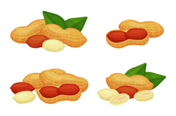 Set of fresh peanuts in cartoon style. Vector illustration of nuts large and small sizes, peeled and unpeeled, whole and cut on white background.