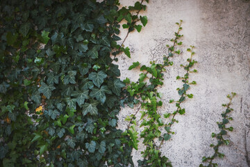 Naklejka premium Climbing leaves on grey concrete wall background