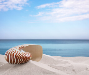 Fototapeta na wymiar Nautilus shell on sandy beach near ocean, space for text