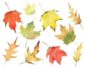 Watercolor autumn maple leaves