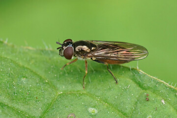 Closeup on a Small Hoverfly, Platycheirus albimanus sitting on a green leaf in the garden