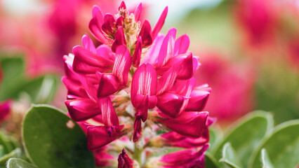 Red flower petal. Close up of spring season