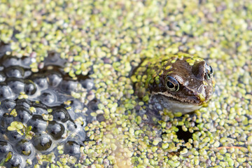 The common frog, Rana temporaria in the water covered with duckweed (Lemna minor) in small pond in Estonian nature
