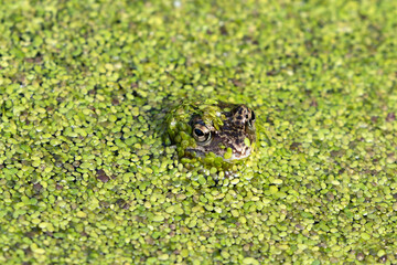 The common frog, Rana temporaria covered with duckweed (Lemna minor) in small pond in Estonian nature