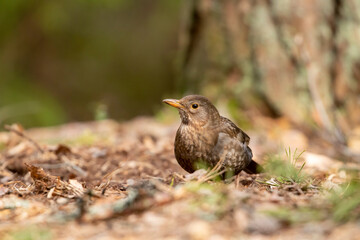 Female blackbird, Turdus merula standing on the ground in the forest on a sunny spring day in in Estonian nature
