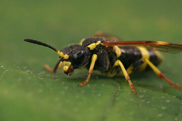 Closeup on a bacl yellow Plantain Wasp-sawfly, Tenthredo omissa, sitting on a green leaf.