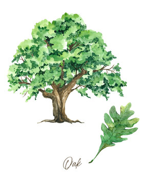 Oak tree with leaves, Watercolor printable wall art