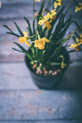 Yellow narcissus flower in bloom on a flower pot on a blue wooden surface board