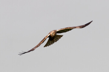 Western marsh harrier, Circus aeruginosus, glides in the sky in search of prey, hunting rodents and fish, large bird of prey, wide wings, long feathers, sharp beak