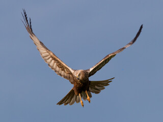 Western marsh harrier, Circus aeruginosus, glides in the sky in search of prey, hunting rodents and fish, large bird of prey, wide wings, long feathers, sharp beak