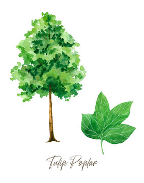 Tulip Poplar Tree With Leaves, Watercolor Printable Wall Art