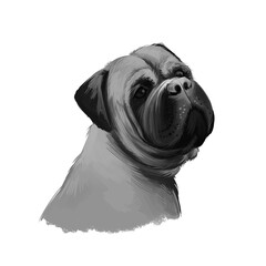 Bullmastiff dog breed isolated on white digital art illustration. Large-sized breed of domestic dog. Cute pet hand drawn portrait. Graphic clipart design realistic animal.