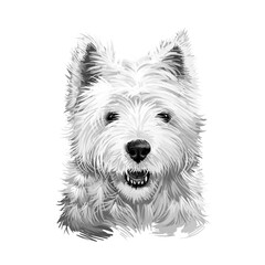 Cairn Terrier dog breed isolated on white digital art illustration. Old terrier breeds, originating in the Scottish Highlands, working dogs. Cairn function was to hunt and chase quarry between cairns.