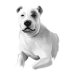 Bully Kutta dog breed isolated on white background digital art illustration. Bully Kutta or Pakistani Mastiff or Indian Mastiff dog breed that originates from the erstwhile Punjab and Sindh, cute pet.