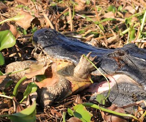 Alligator Devouring a Snapping Turtle Nature is Brutal