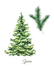 Spruce wall art, christmas tree isolated on white background