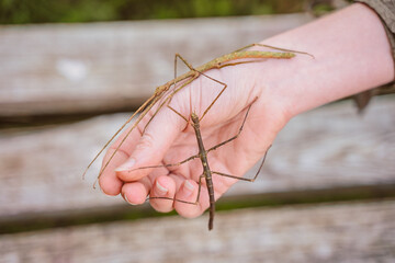 Two stick insects on the girl's hand. Keeping and taming insects as pets