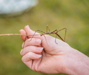 A stick insect sits on the biologist's arm. The study of rare exotic ghost insects