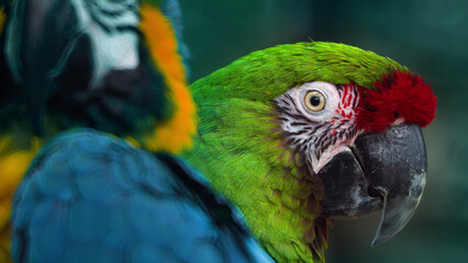 Animals of Amazon