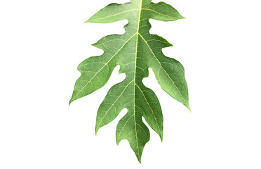 Isolated raw and young green papaya leaf with clipping paths.