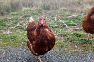 A red brown hen looking straight ahead at the camera