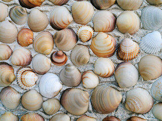 Grey, beige, brown polished venus seashells on cement wall. natural decorative seashells background. Relaxing decor. Summer vacation memories
