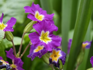 purple iris flower