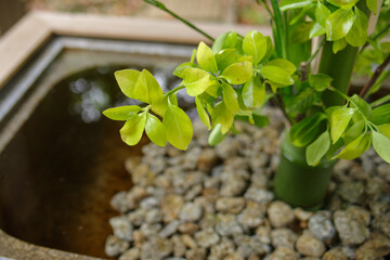 新緑が美しい手水舎