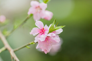 beautiful pink flower in spring