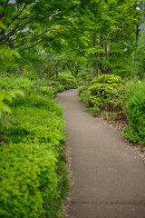 Fototapeta na wymiar 緑に囲まれた公園の小径
