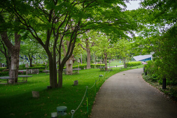 Fototapeta na wymiar 緑が美しい公園の小径