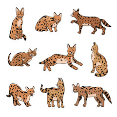 Serval wild african cat vector illustrations set