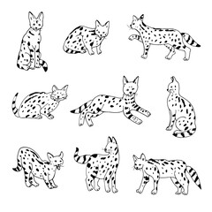 Serval wild african cat vector illustrations set