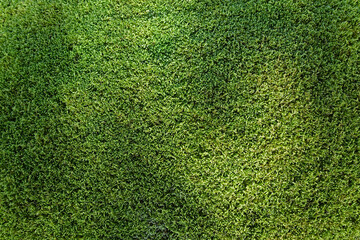 green moss background