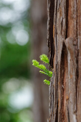 メタセコイアの木から芽が出ている