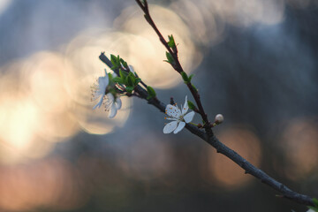 Blooming spring garden. Flowering branch against the sky.