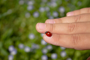 Children's hand. The child holds a ladybug on his fingers. Insect with red wings and black dots. Summer. Ladybug