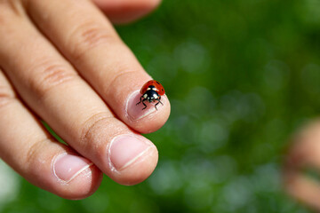 Children's hand. The child holds a ladybug on his fingers. Insect with red wings and black dots. Summer. Ladybug