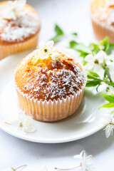 Sweet muffins with powdered sugar and blossoms. Homemade bakery. Muffins in white capsules decorated with fruit tree flowers.