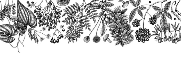 Fototapeta Adaptogenic plants background. Hand-sketched medicinal herbs, weeds, berries, leaves banner design. Perfect for brands, label, packaging. Hand sketched adaptogens outlines. Botanical illustrations. obraz