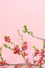 Spring  Chaenomeles japonica (Japanese quince or Maule's quince) flowers on pink background