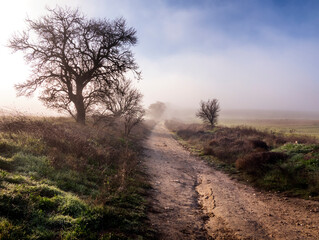Árboles y hierbas en el camino de Valdeciervos con niebla en invierno. Pinto. Madrid.