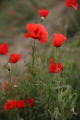 Fototapeta na wymiar red poppy flowers