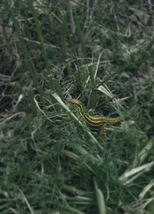 A Lonely Lizard in a Green Field