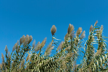 Giant reed against clear sky