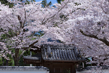 春の南禅寺、京都