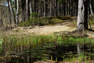 beautiful nature park with a flooded forest trail in spring