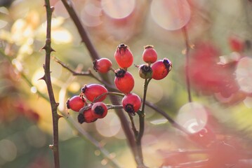 Rose hip