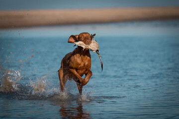 Drahthaar Vizsla, Ungarischer Vorstehhund, Sonne, Spass, Strand, Nordsse, Apport, M&ouml;we, Ball, Jagdhund, gute Laune, blau, Fr&uuml;hling, Strandaction, 

