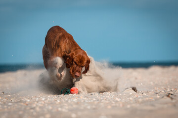 Drahthaar Vizsla, Ungarischer Vorstehhund, Sonne, Spass, Strand, Nordsse, Apport, Möwe, Ball, Jagdhund, gute Laune, blau, Frühling, Strandaction, 
